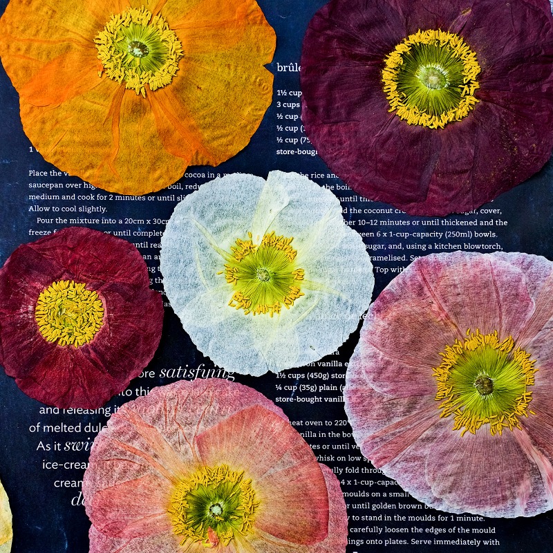 Art And Craft Photos - 1 unidad, Flores Secas Prensadas de
