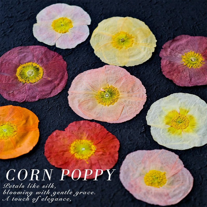 1 unidad, Flores Secas Prensad - Art And Craft Photos reseña y precio
