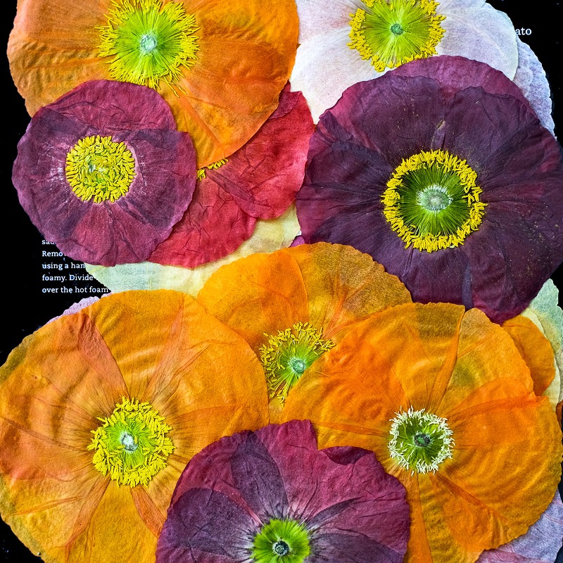 1 unidad, Flores Secas Prensad - Art And Craft Photos reseña y precio